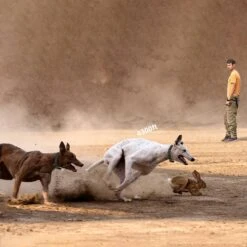 PATPET NFC Pet ID Tag & P910 3000-ft Outdoor Remote Dog Training Shock ECollar, Black, 2 Count -PetSafe Kong Shop 522926 PT2. AC SS1800 V1668027272