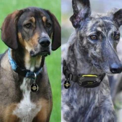 PATPET NFC Pet ID Tag & P910 3000-ft Outdoor Remote Dog Training Shock ECollar, Black, 2 Count -PetSafe Kong Shop 522926 PT4. AC SS1800 V1668026983