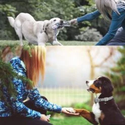 PATPET NFC Pet ID Tag & P651 1000-ft Vibration & Beep Remote Dog Training Collar, Gray, 2 Count -PetSafe Kong Shop 522990 PT7. AC SS1800 V1668025450