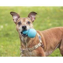 Roscoe's Pet Products Natural Rubber Refillable Dog Treat Toy -PetSafe Kong Shop 529702 PT3. AC SS1800 V1652742984