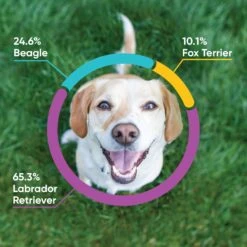 Embark Dog DNA Test For Purebred Dogs -PetSafe Kong Shop 531422 PT4. AC SS1800 V1682529127