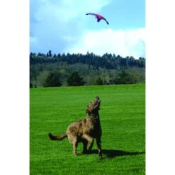 Chuckit! Flying Squirrel Dog Toy, Color Varies 7 Chuckit! Flying Squirrel Dog Toy, Color Varies -PetSafe Kong Shop 53222 PT2. AC SS1800 V1602325859