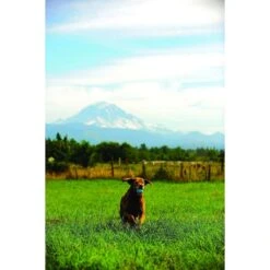 Chuckit! The Whistler Ball Dog Toy, Color Varies -PetSafe Kong Shop 53238 PT4. AC SS1800 V1531445553