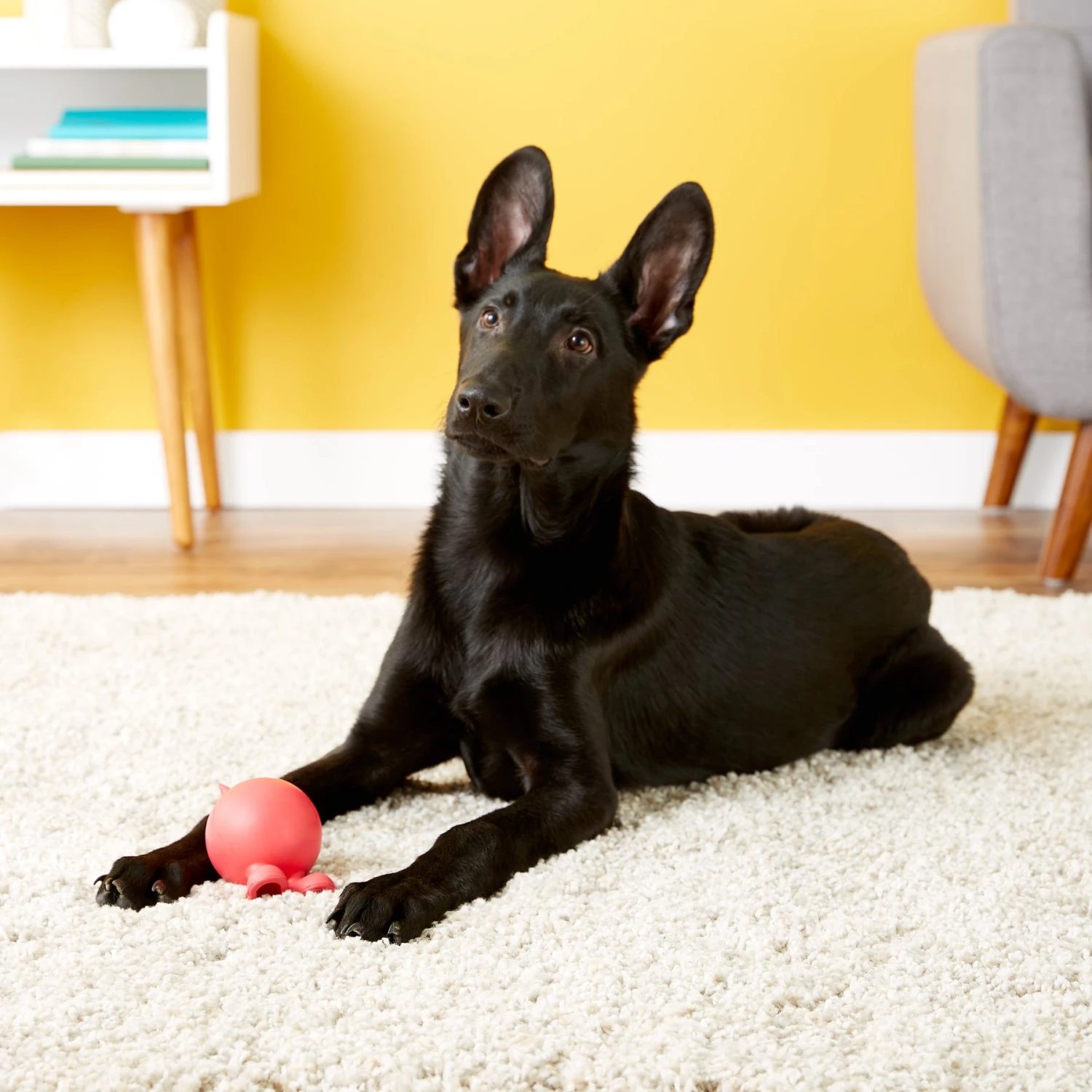 JW Pet Bad Cuz Dog Toy, Color Varies 3 JW Pet Bad Cuz Dog Toy, Color Varies - Image 3