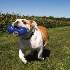 KONG Squeezz Dumbbell Dog Toy, Color Varies -PetSafe Kong Shop 53370 PT1. AC SS1800 V1534538687