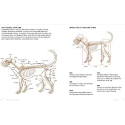 Kyra's Canine Conditioning 10 Kyra's Canine Conditioning -PetSafe Kong Shop 533726 PT3. AC SS1800 V1652393496