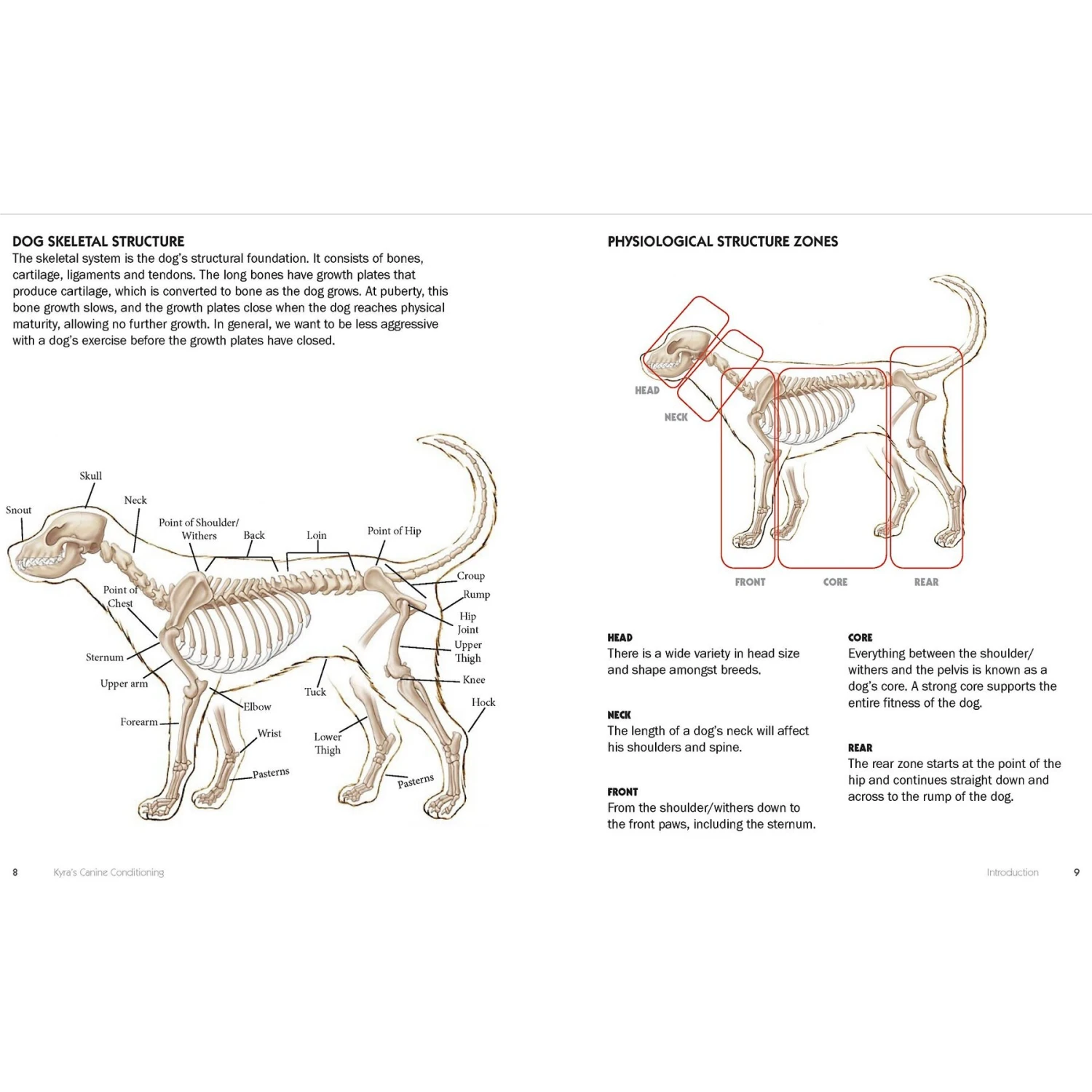 Kyra's Canine Conditioning 4 Kyra's Canine Conditioning - Image 4