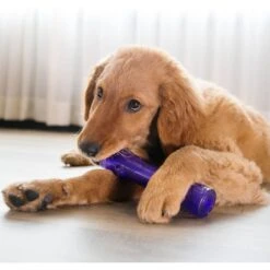 KONG Squeezz Stick Dog Toy, Color Varies -PetSafe Kong Shop 53392 PT4. AC SS1800 V1603144899