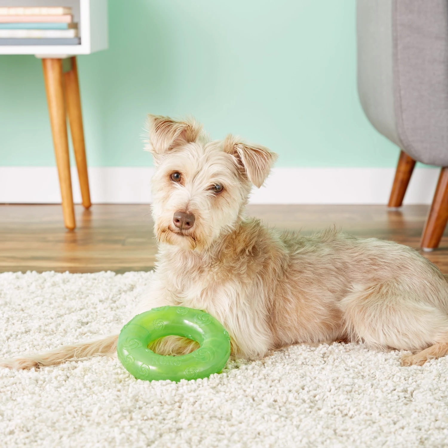 KONG Squeezz Ring Dog Toy, Color Varies 2 KONG Squeezz Ring Dog Toy, Color Varies - Image 2