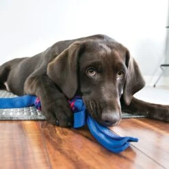 KONG Tugga Wubba Dog Toy, Color Varies -PetSafe Kong Shop 53461 PT4. AC SS1800 V1558554474