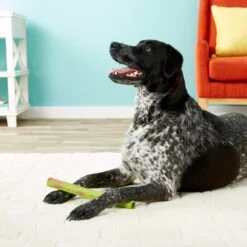 Ruff Dawg Stick Dog Fetch Toy, Color Varies 9 Ruff Dawg Stick Dog Fetch Toy, Color Varies -PetSafe Kong Shop 53803 PT8. AC SS1800 V1507036192