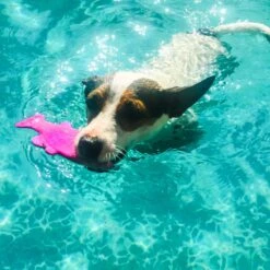 Ruff Dawg FlyingFish Dog Fetch Toy, Color Varies -PetSafe Kong Shop 53808 PT2. AC SS1800 V1602325560