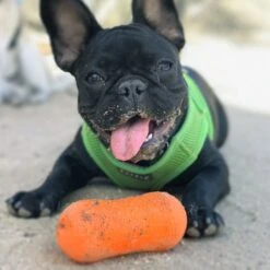 Ruff Dawg Peanut Treat Dispenser Dog Toy, Color Varies -PetSafe Kong Shop 53810 PT2. AC SS1800 V1602300361