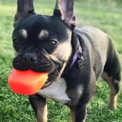 Ruff Dawg The Rock Dog Toy, Color Varies 7 Ruff Dawg The Rock Dog Toy, Color Varies -PetSafe Kong Shop 53813 PT2. AC SS1800 V1602338462