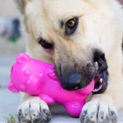 Ruff Dawg Gummy Bear Treat Dispenser Dog Toy, Color Varies -PetSafe Kong Shop 53877 PT2. AC SS1800 V1602290161