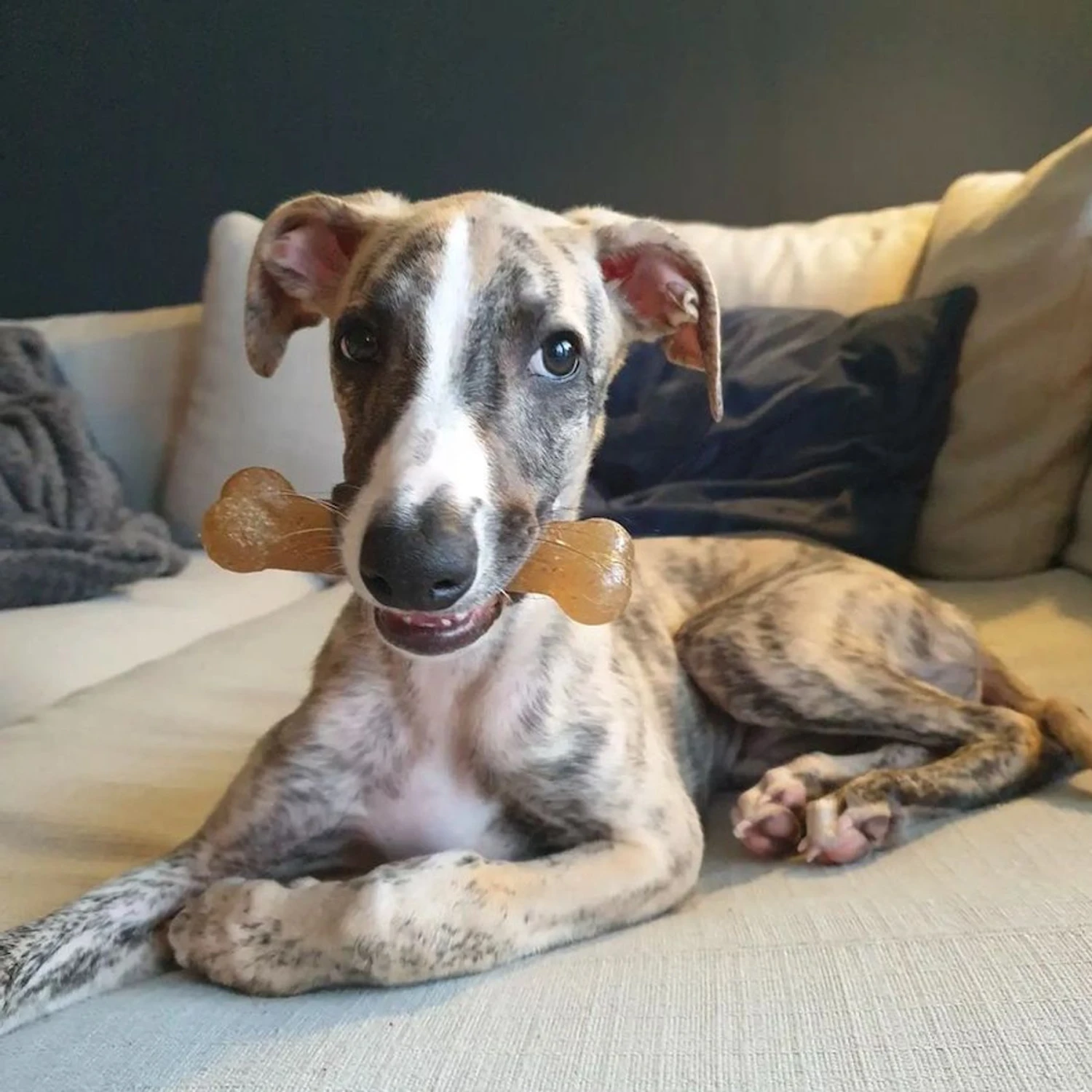 Nylabone Just For Puppies Teething Chew Toy Classic Bone 2 Nylabone Just For Puppies Teething Chew Toy Classic Bone - Image 2