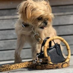 Shaya Pets Sasha Embossed Leather Leash, Black & Yellow -PetSafe Kong Shop 557718 PT3. AC SS1800 V1653608789