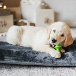 Benebone Multipack Durable Dog Chew Toy, 4 Count 10 Benebone Multipack Durable Dog Chew Toy, 4 Count -PetSafe Kong Shop 571878 PT3. AC SS1800 V1672433007