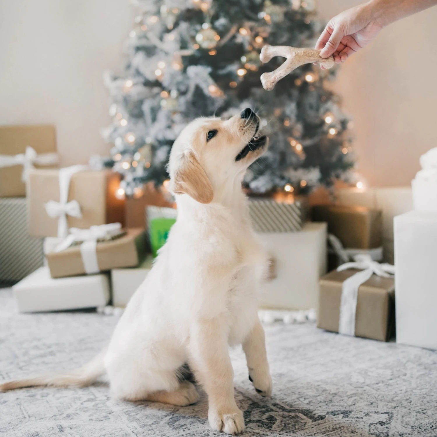 Benebone Multipack Durable Dog Chew Toy, 4 Count 5 Benebone Multipack Durable Dog Chew Toy, 4 Count - Image 5