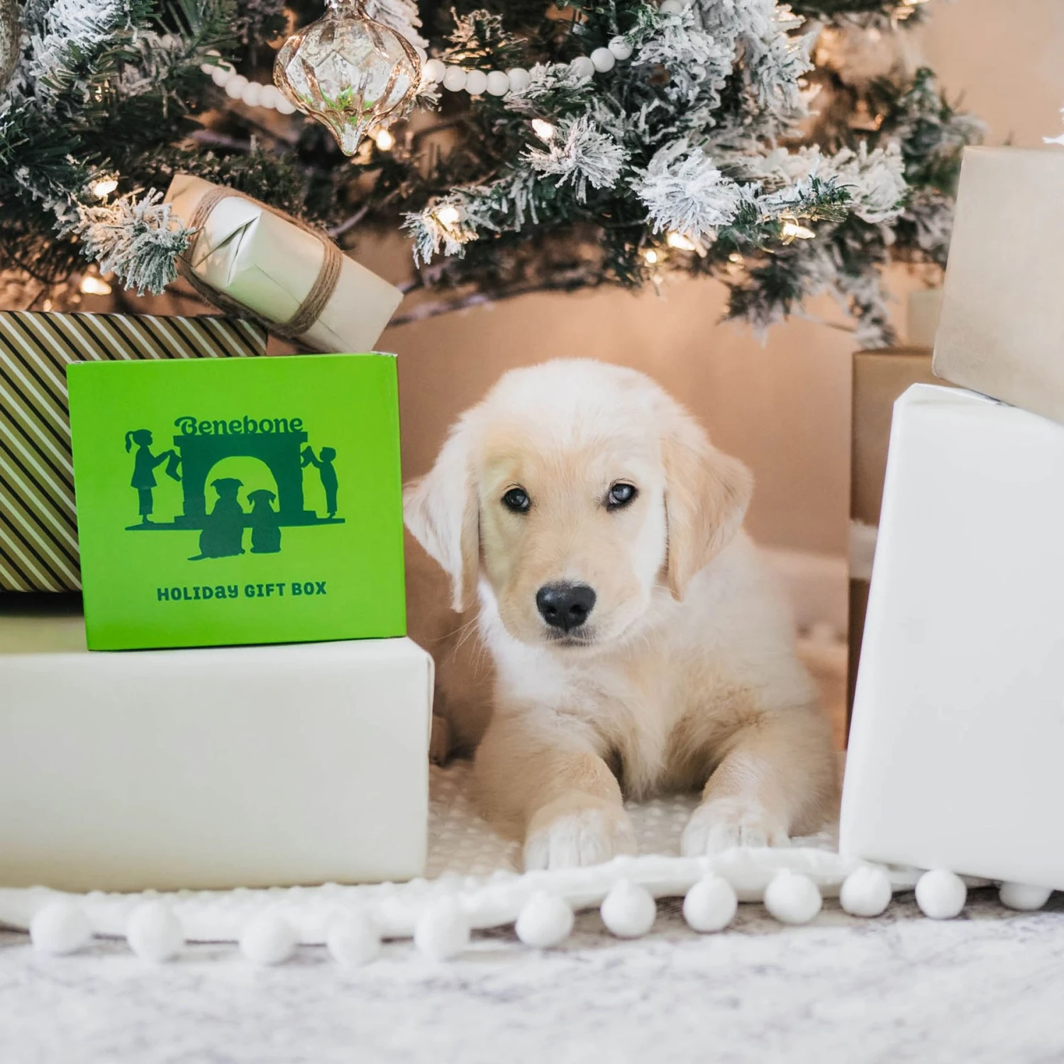 Benebone Multipack Durable Dog Chew Toy, 4 Count 6 Benebone Multipack Durable Dog Chew Toy, 4 Count - Image 6