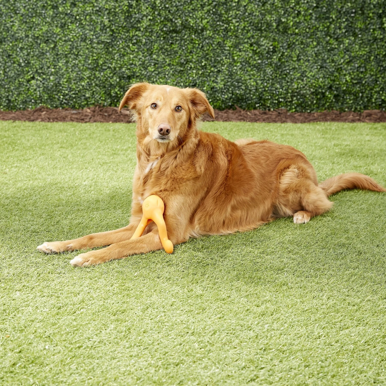 West Paw Zogoflex Tizzi Treat Dispensing Dog Chew Toy 5 West Paw Zogoflex Tizzi Treat Dispensing Dog Chew Toy - Image 5