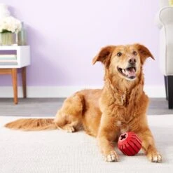 KONG Stuff A Ball Dog Toy 8 KONG Stuff A Ball Dog Toy -PetSafe Kong Shop 59160 PT4. AC SS1800 V1603167093