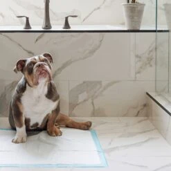 Four Paws Wee-Wee Disposable Dog Diapers & Four Paws Wee-Wee Superior Performance Dog Pee Pads -PetSafe Kong Shop 609518 PT8. AC SS1800 V1660403221