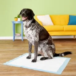 Four Paws Wee-Wee Superior Performance Dog Pee Pads & Nylabone Puppy Chew Variety Toy & Treat Triple Pack -PetSafe Kong Shop 609534 PT4. AC SS1800 V1660403162