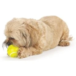 Planet Dog Orbee-Tuff Sport Tennis Ball Tough Dog Chew Toy -PetSafe Kong Shop 62264 PT8. AC SS1800 V1646767897