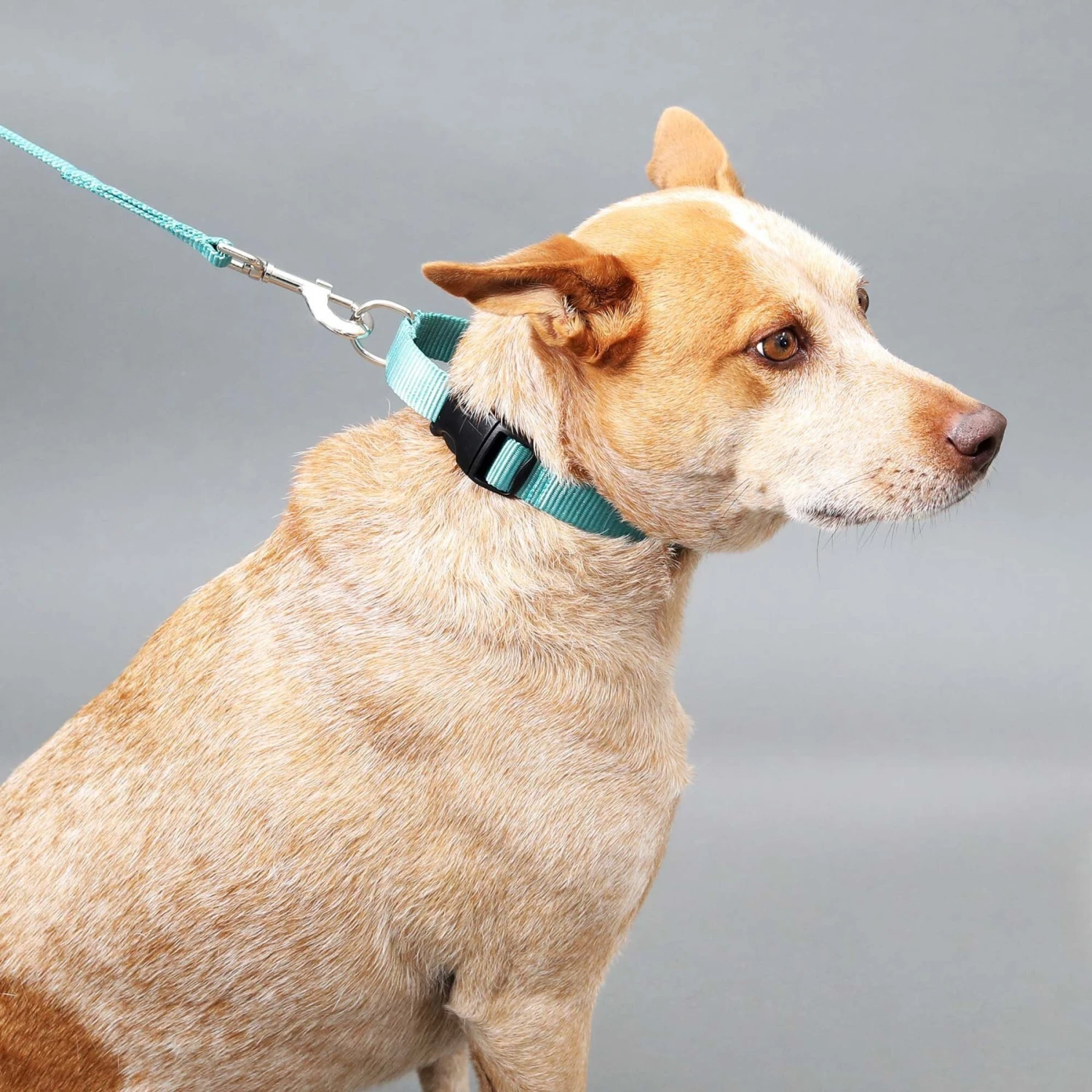 Mimi Green Personalized Nylon Martingale With Black Plastic Buckle Dog Collar 4 Mimi Green Personalized Nylon Martingale With Black Plastic Buckle Dog Collar - Image 4