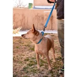 Mimi Green Personalized Nylon Martingale With Black Plastic Buckle Dog Collar 11 Mimi Green Personalized Nylon Martingale With Black Plastic Buckle Dog Collar -PetSafe Kong Shop 625838 PT5. AC SS1800 V1668921952