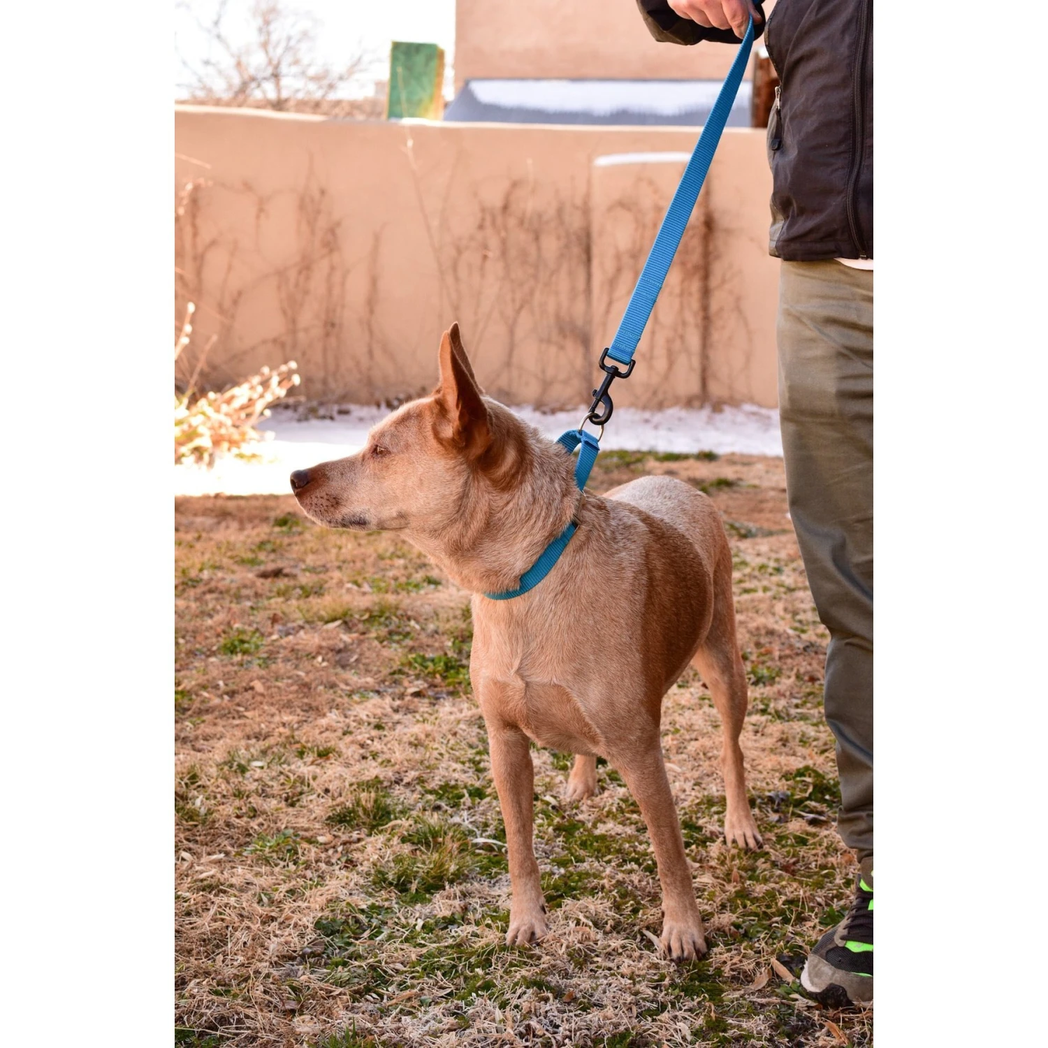 Mimi Green Personalized Nylon Martingale With Black Plastic Buckle Dog Collar 6 Mimi Green Personalized Nylon Martingale With Black Plastic Buckle Dog Collar - Image 6