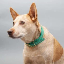 Mimi Green Waterproof Reflective With Riveted Name Plate Dog Collar -PetSafe Kong Shop 627518 PT2. AC SS1800 V1682110507