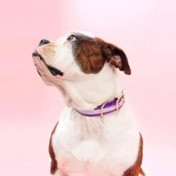 Mimi Green Waterproof Reflective With Riveted Name Plate Dog Collar -PetSafe Kong Shop 627518 PT4. AC SS1800 V1682110507