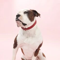 Mimi Green Leather With Personalized Name Plate Dog Collar -PetSafe Kong Shop 627926 PT2. AC SS1800 V1668919703