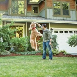 PetSafe Wireless Containment System -PetSafe Kong Shop 63890 PT7. AC SS1800 V1523992022