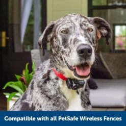 PetSafe Wireless Fence Receiver Collar -PetSafe Kong Shop 63898 PT6. AC SS1800 V1657660705