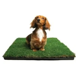 Gotta Go Grass The Natural Relief With Interlocking Tray Dog Potty Pads, 16-in X 24-in -PetSafe Kong Shop 640270 PT4. AC SS1800 V1663019904
