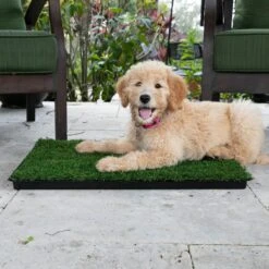 Gotta Go Grass The Natural Relief With Interlocking Tray Dog Potty Pads, 16-in X 24-in -PetSafe Kong Shop 640270 PT5. AC SS1800 V1663019763
