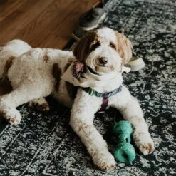 Himalayan Pet Supply Jughead Slim Chew Guardian Chew Smarter Chew Longer Dog Toy, Green, Medium -PetSafe Kong Shop 641062 PT7. AC SS1800 V1665607485