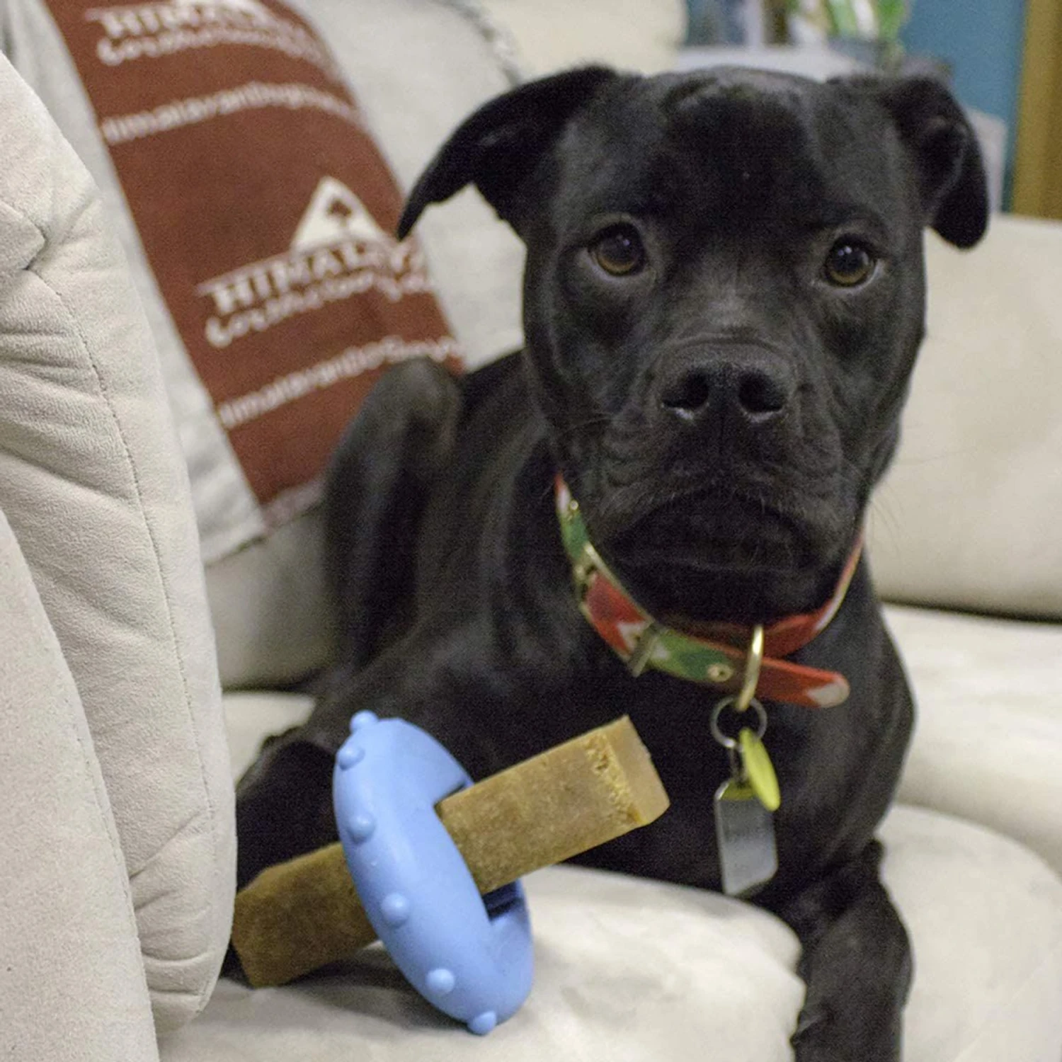 Himalayan Pet Supply Bonehead Chew Guardian Chew Smarter & Longer Dog Toy 8 Himalayan Pet Supply Bonehead Chew Guardian Chew Smarter & Longer Dog Toy - Image 8