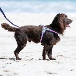 HUGO & HUDSON Easy V Dog Harness -PetSafe Kong Shop 642830 PT7. AC SS1800 V1663712638