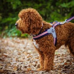 HUGO & HUDSON Easy V Dog Harness -PetSafe Kong Shop 642830 PT8. AC SS1800 V1663714408