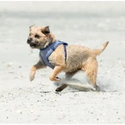 HUGO & HUDSON Stripe Tweed Dog Harness -PetSafe Kong Shop 643326 PT7. AC SS1800 V1663711672