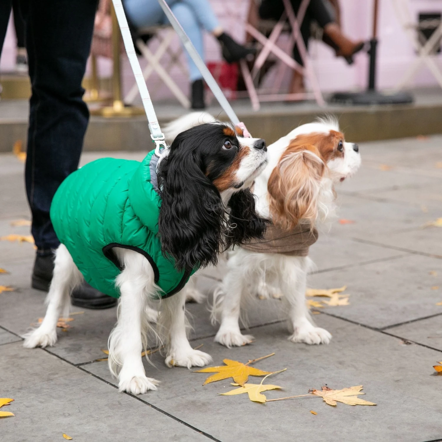 HUGO & HUDSON Checked Tweed Dog Leash 7 HUGO & HUDSON Checked Tweed Dog Leash - Image 7