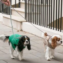 HUGO & HUDSON Checked Tweed Dog Leash 16 HUGO & HUDSON Checked Tweed Dog Leash -PetSafe Kong Shop 643942 PT7. AC SS1800 V1663711187