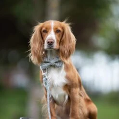 HUGO & HUDSON Herringbone Tweed Dog Leash -PetSafe Kong Shop 644038 PT6. AC SS1800 V1663362134