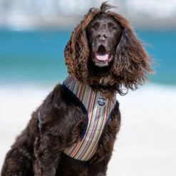 HUGO & HUDSON Striped Printed Dog Harness 16 HUGO & HUDSON Striped Printed Dog Harness -PetSafe Kong Shop 644334 PT7. AC SS1800 V1663712158