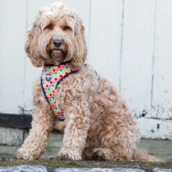 HUGO & HUDSON Geormetric Print Dog Harness -PetSafe Kong Shop 644406 PT8. AC SS1800 V1664228718