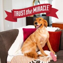 Nature's Miracle No More Marking Pet Stain & Odor Remover -PetSafe Kong Shop 646246 PT8. AC SS1800 V1668025875